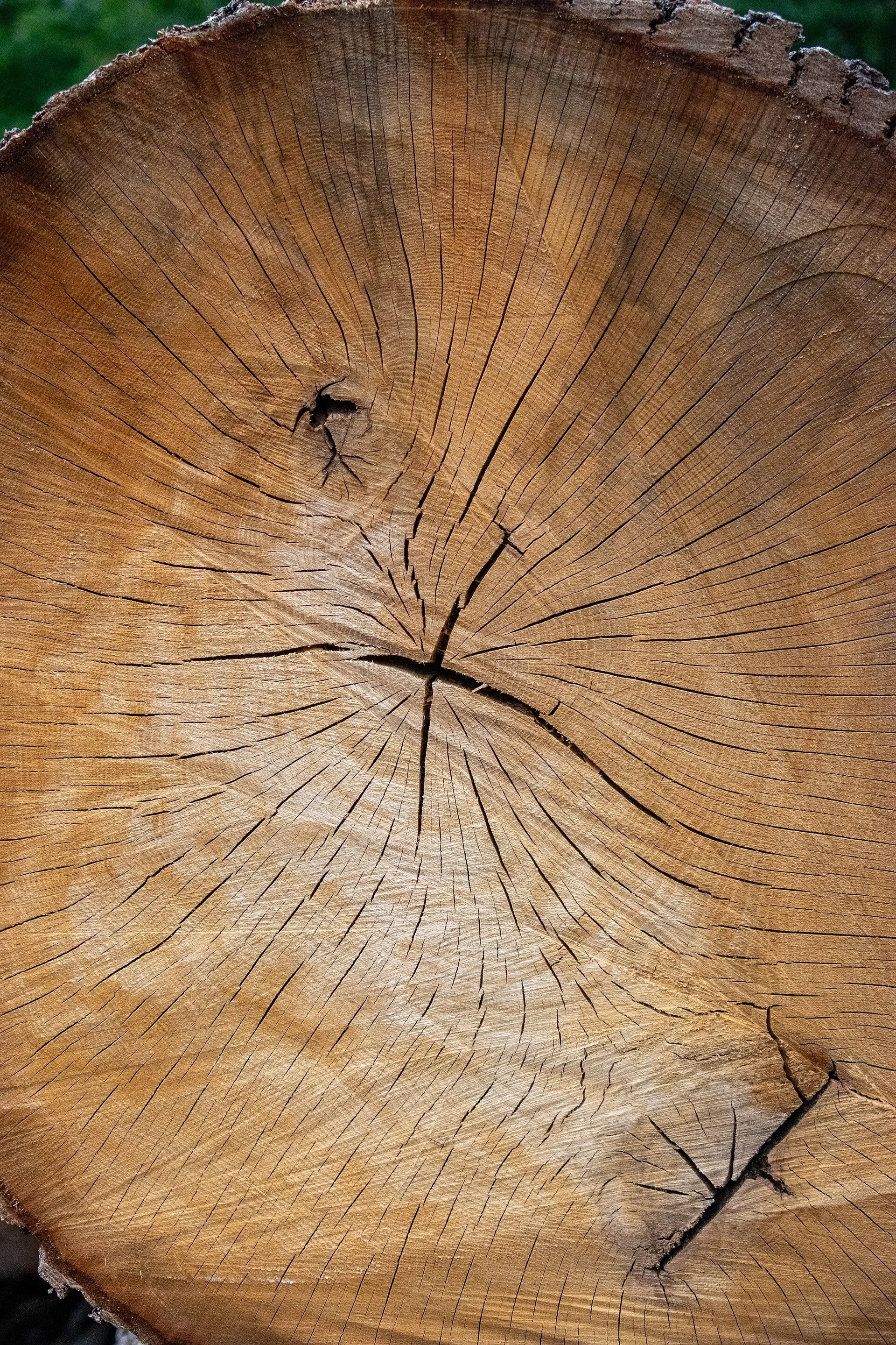 The cut face of a stump, close up