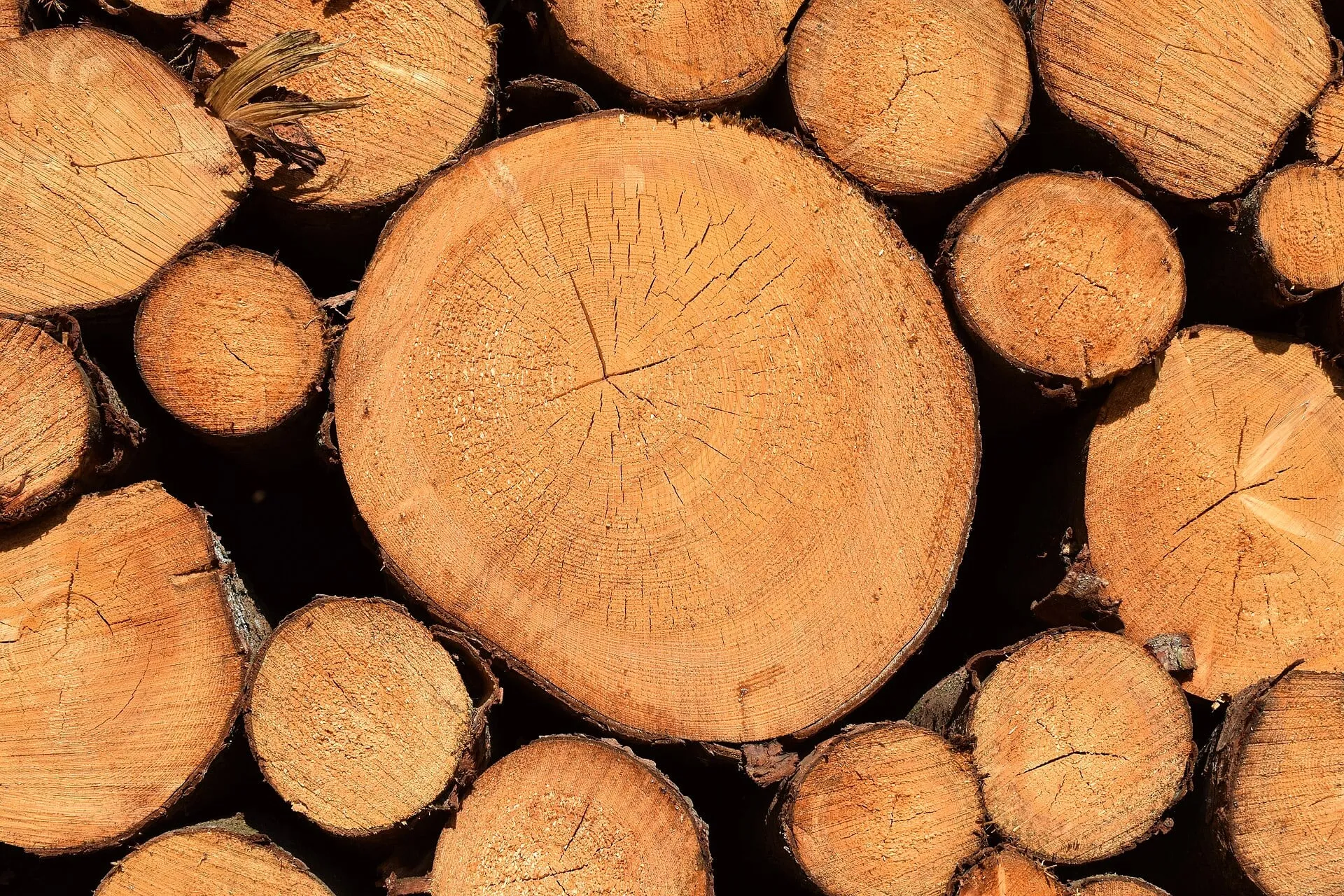 Cut pine logs, end grain