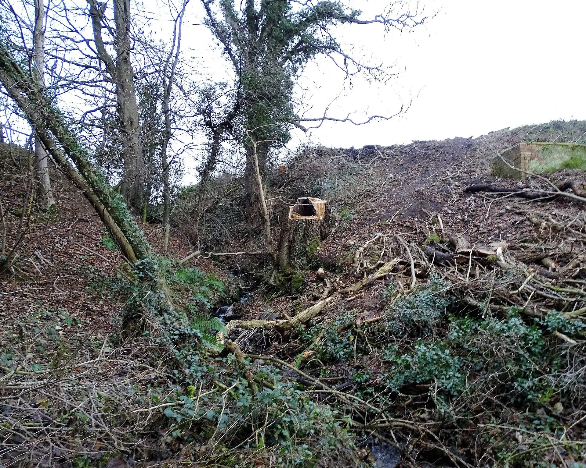 A cut stump among cleared brush